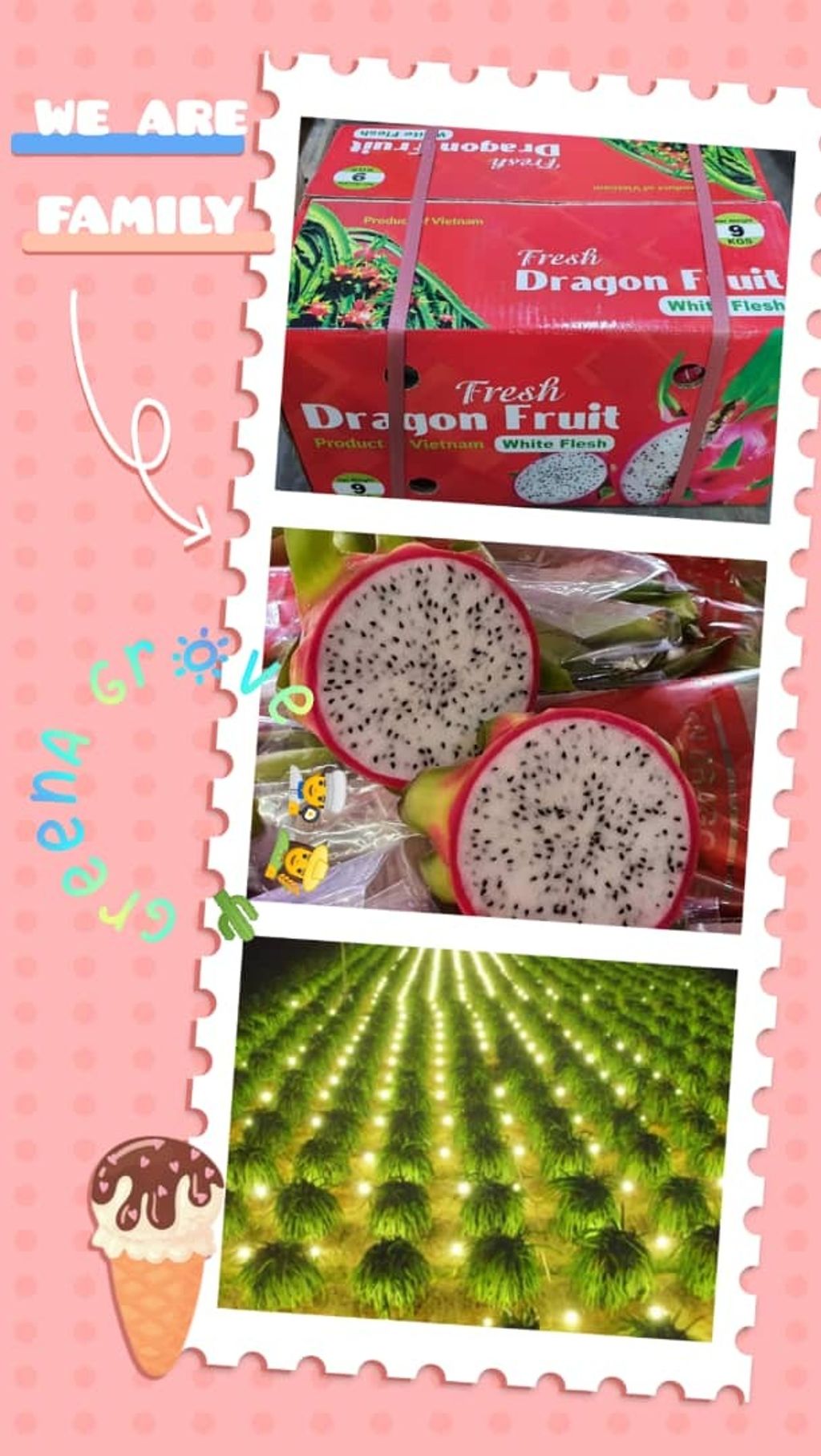 Vietnam Premium Fresh White Dragon Fruits.jpeg