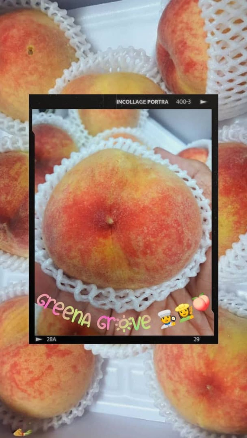 Korea Premium White Peaches.jpeg