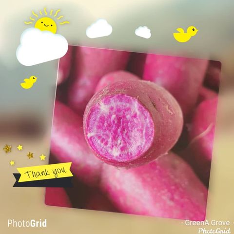 Japan Variety (Origin Vietnam) Fresh Purple Sweet Potatoes ~ Organically Grown Pesticide-Free.jpeg
