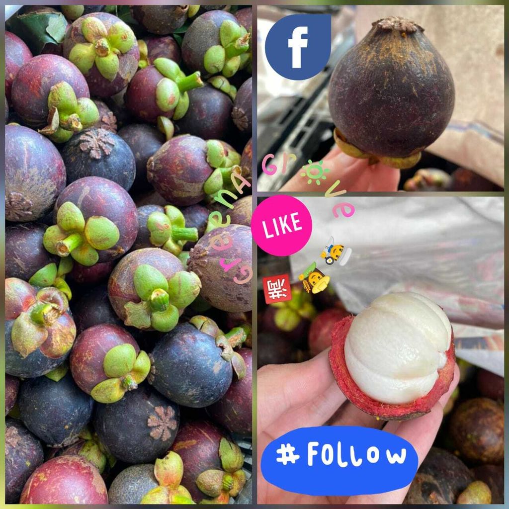 Pahang Premium Japanese Mangosteens Mesta Mangosteens 日本尖尾山竹.jpeg