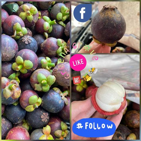 Pahang Premium Japanese Mangosteens Mesta Mangosteens 日本尖尾山竹.jpeg