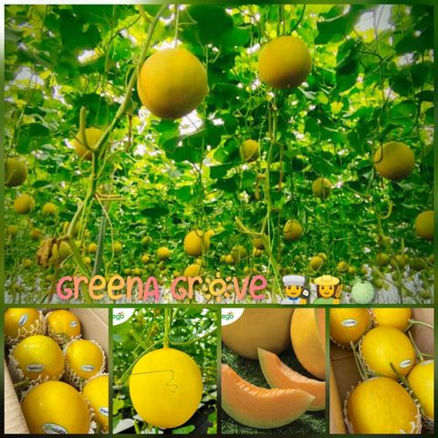 Langkawi Premium 100% Fresh Quality Golden Melon Farmego Manis.jpeg