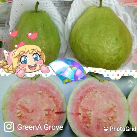 Taiwan Premium Pink Guava 台湾红心芭乐.jpeg