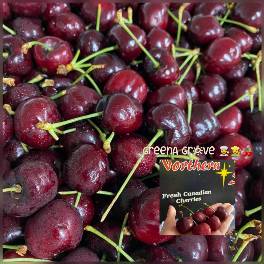 Northern Canada Premium Staccato Fresh Cherries.jpeg