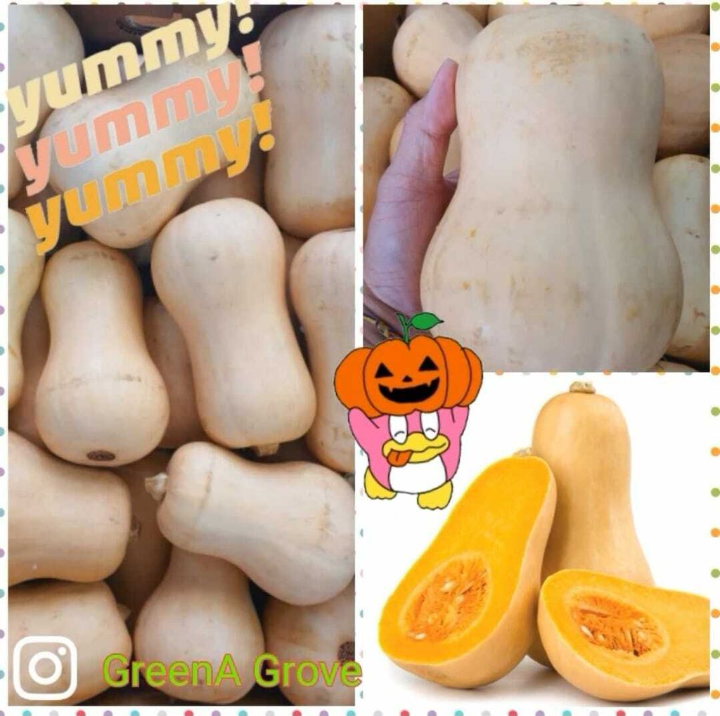 Australia Premium Butternut Squash 油桃果南瓜 : 胡桃南瓜.jpeg