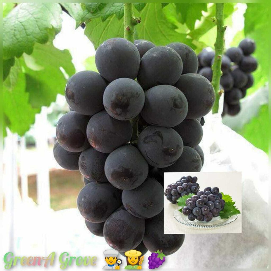 Japan Premium Pione Grapes 日本特秀猫眼葡萄.jpeg