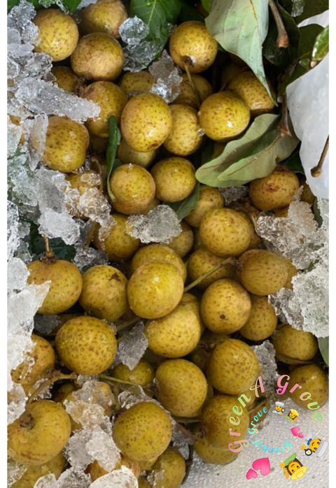 Thailand Premium Fresh Chemical Free Organic Longans 无药有机龙眼.jpeg