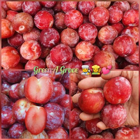 USA Premium Honey Bunch Santa Rosa Plums.jpeg