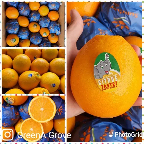 South Africa Premium Sunriver Cambria Oranges.jpeg