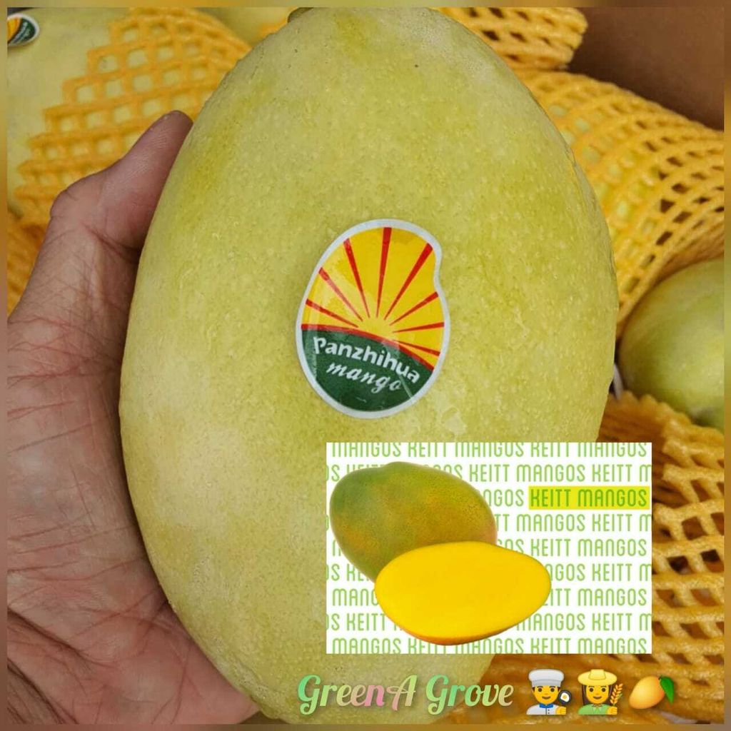 China Premium 100% Naturally Grown Mango Keitt 攀枝花凯特芒果 (900 - 1KG each).jpeg