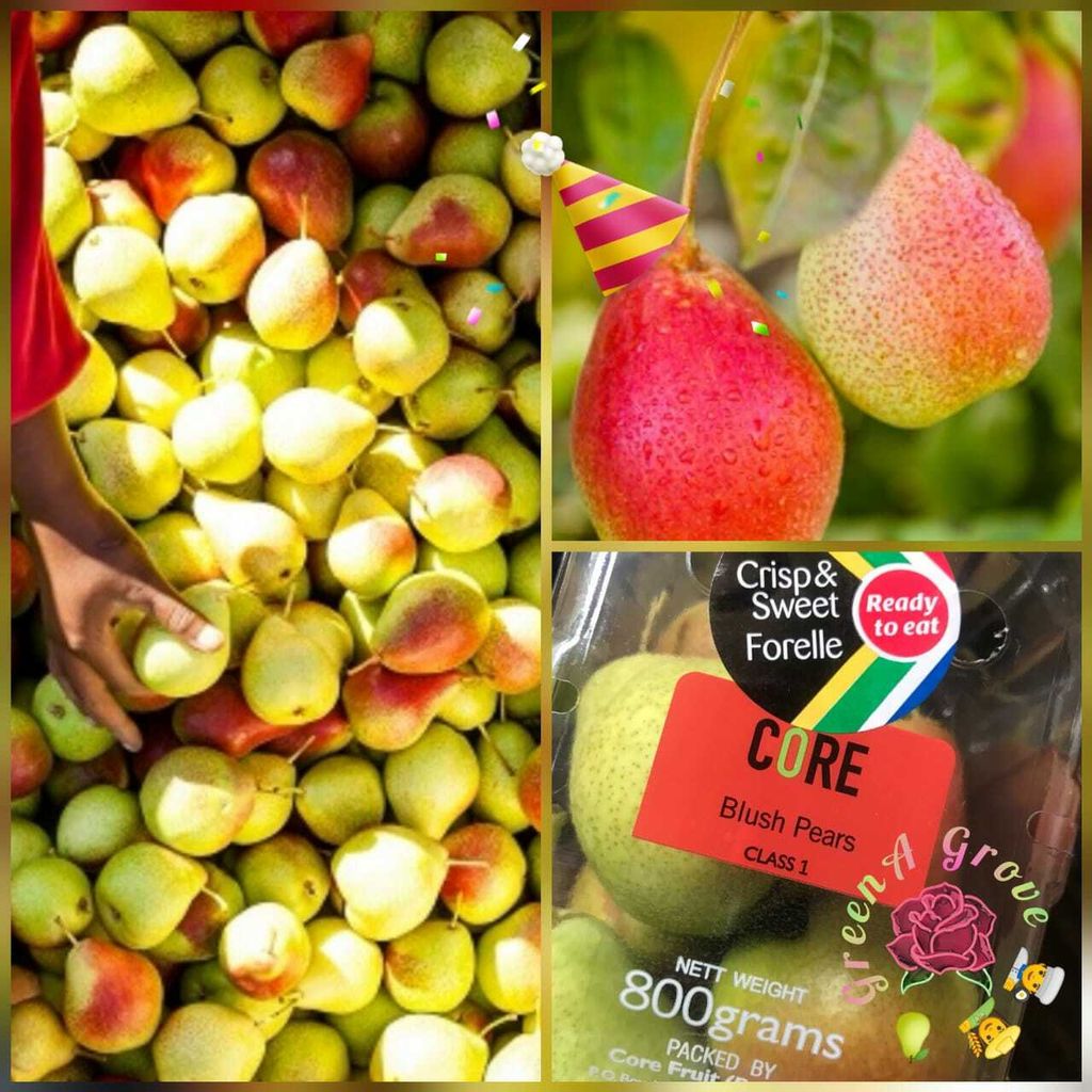South Africa Premium Forelle Blush Pears.jpeg