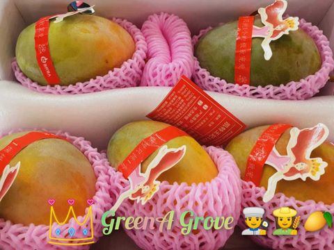 China Superior Queen Mango Keitt 凯特王妃芒果.jpeg