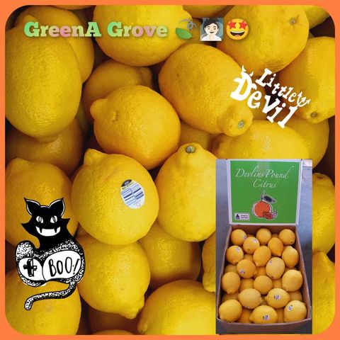 Australia Premium Hand-Picked Fresh Lemons (Size L).jpeg