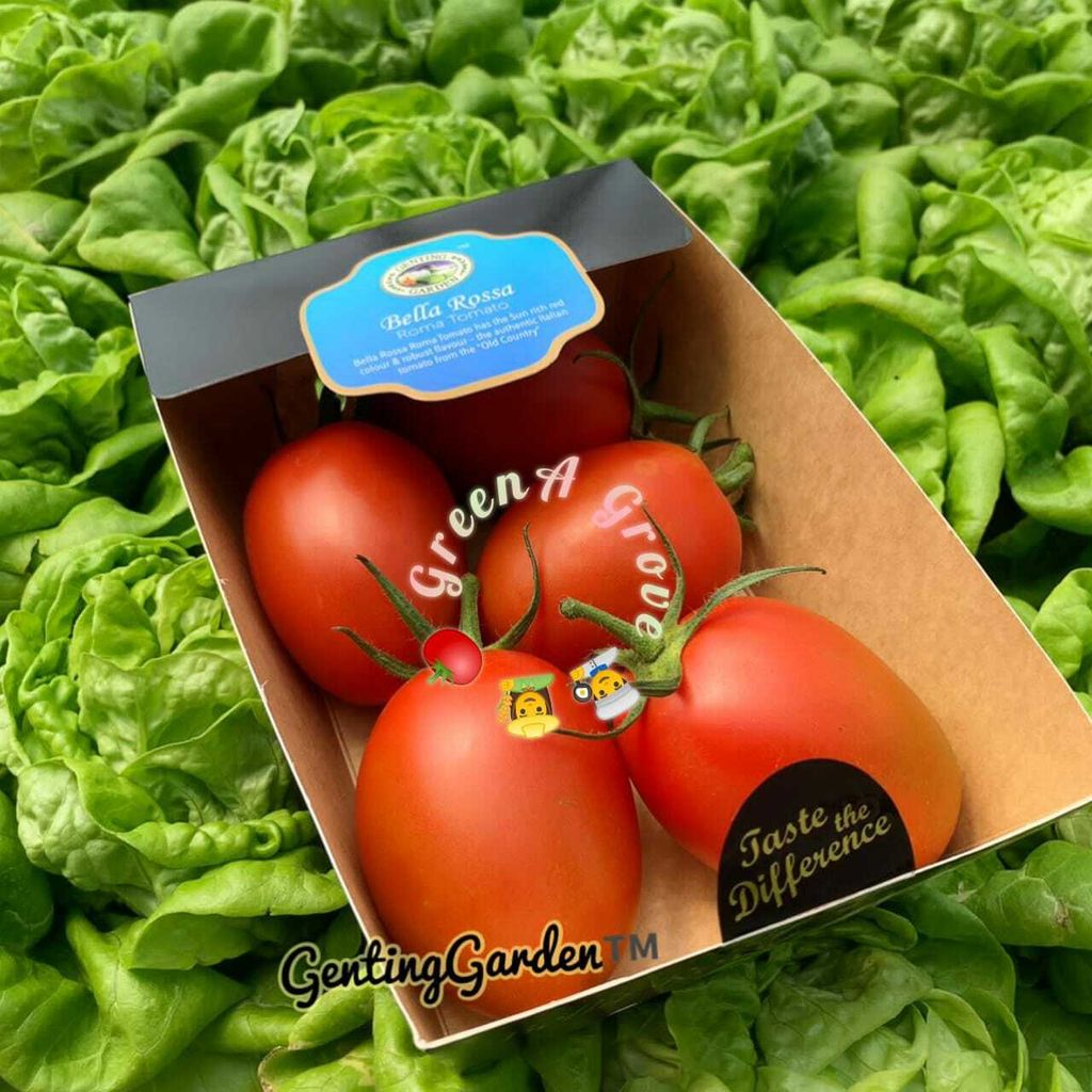 Pahang Premium Gourmet Bella Rossa Roma Tomatoes.jpeg