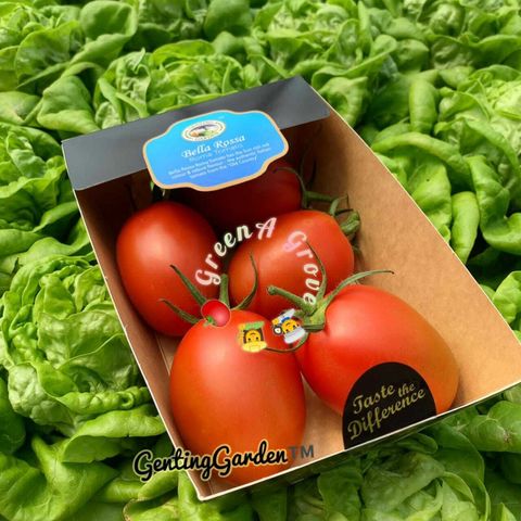 Pahang Premium Gourmet Bella Rossa Roma Tomatoes.jpeg