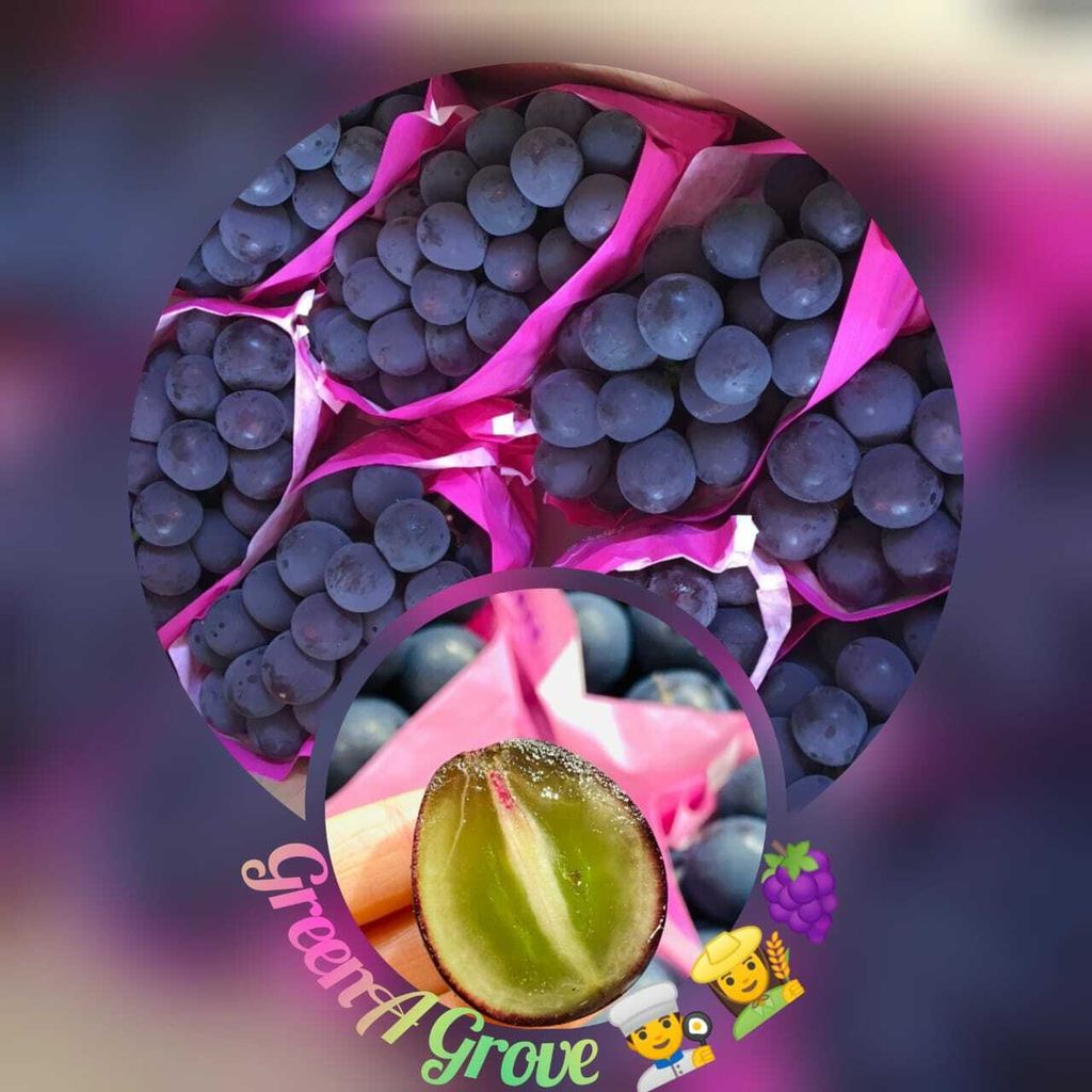 Japan Premium Nagano Purple Grapes.jpeg