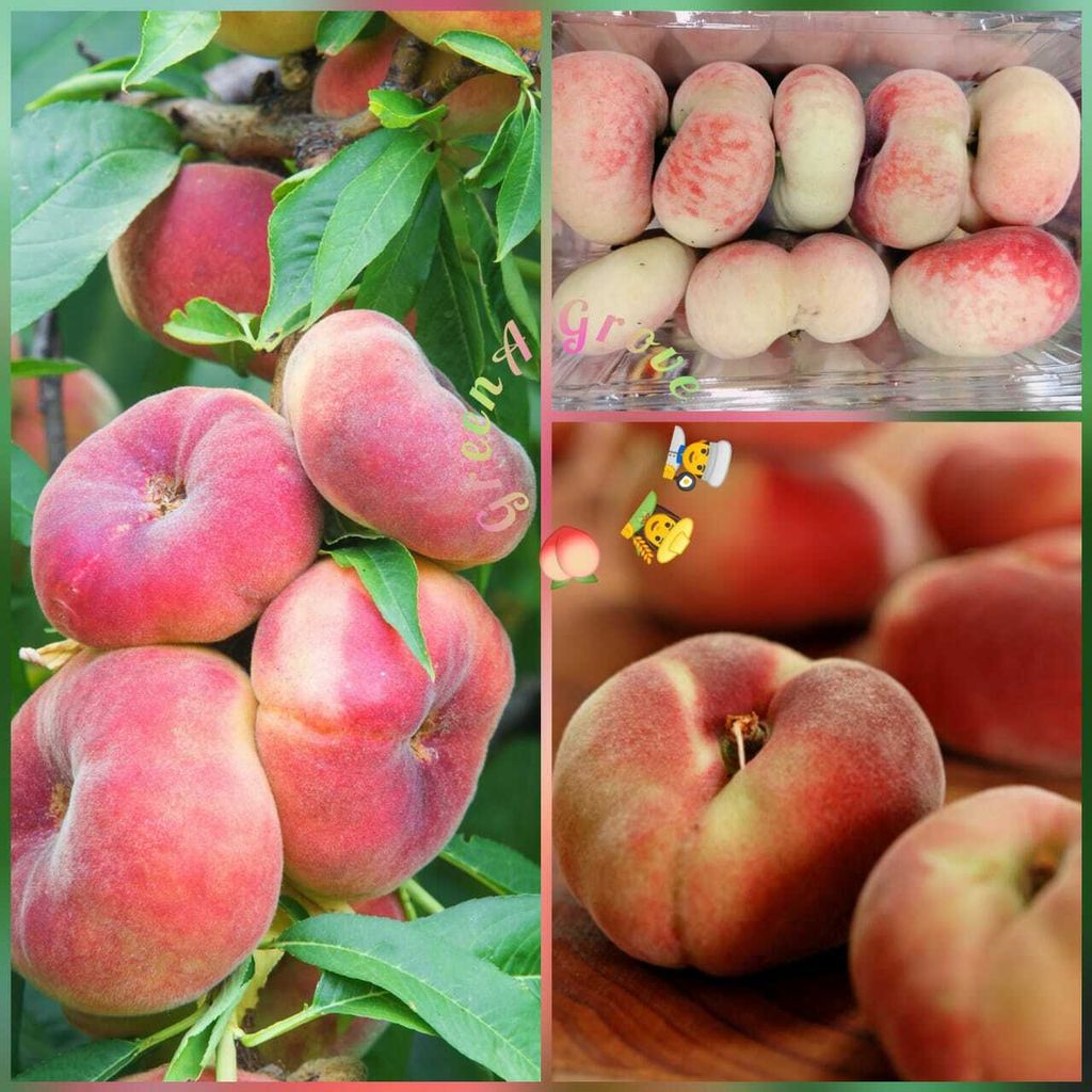 Australia Premium Dwarf Angel Peach Flat Donut Peaches.jpeg