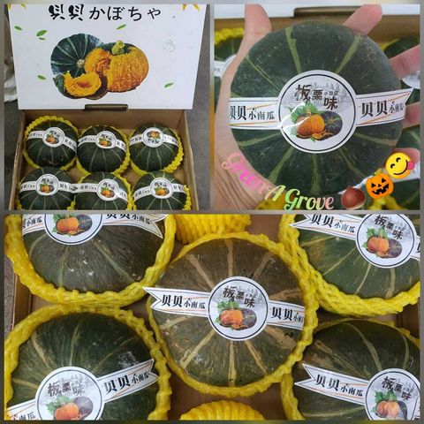 Taiwan-Japan Variety Premium Green Scallop Fresh Baby Pumpkin 贝贝小南瓜.jpeg