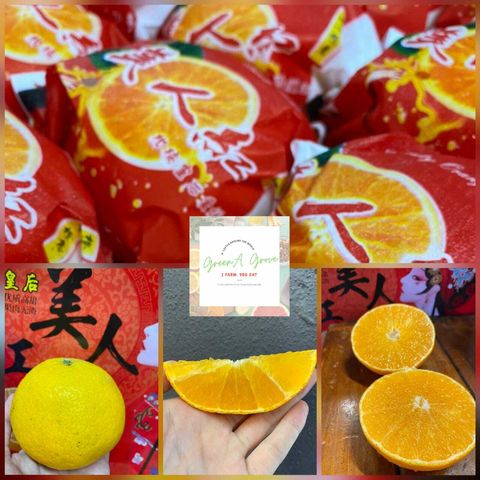 Japan Variety Mandarin Jelly Beni-Madonna Oranges 爱媛特秀蜜柑.jpeg
