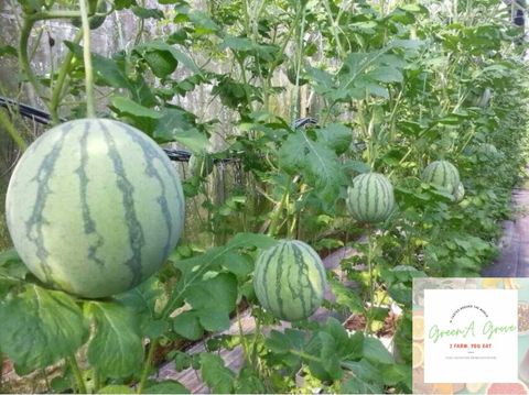 (Pre-Order for next week's delivery) Japan Variety Greenhouse Organically-Grown Eco Farm Sugar Baby Watermelon [1].jpeg