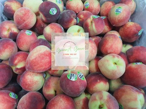 Australia Premium Fresh White Peaches [2].jpeg
