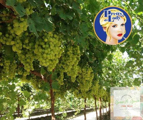 USA Premium Green Emerald Seedless Grapes [2].jpeg