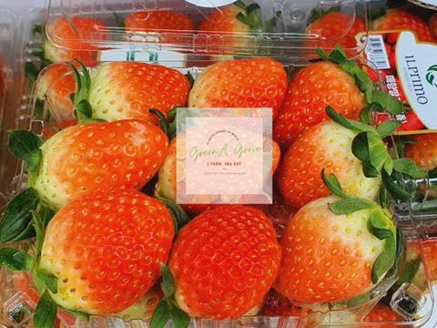 Korea Premium Fresh Strawberries (Size XL) [2].jpeg