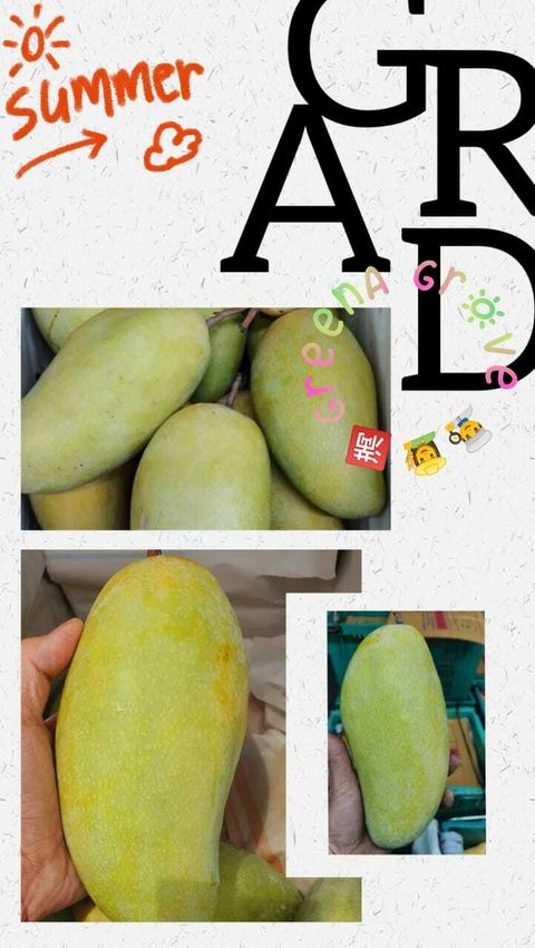 Thailand Premium Golden Kimleng Mangoes 金龙芒果.jpeg