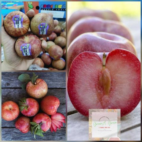 Air-Flown Australia Dapple Honey Dino-Plums 澳洲蜜糖恐龙蛋 [2].jpeg