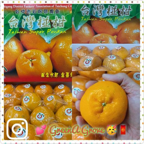 (Pre-Order) Taiwan Premium Original Super Ponkan 台湾原装特秀椪柑 [1].jpeg