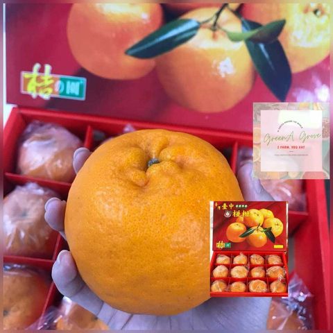 (Pre-Order) Taiwan Premium Original Ponkan 12s 台湾原装特秀椪柑 [2].jpeg