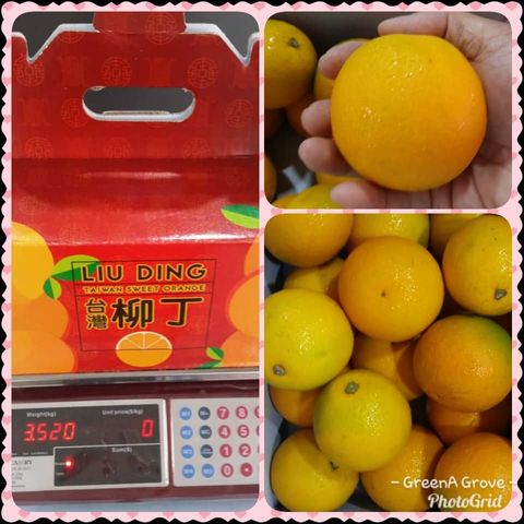 (Pre-Order) Taiwan Premium Original Sweet Oranges (Liu Ding) 台湾原装柳丁 [1].jpeg
