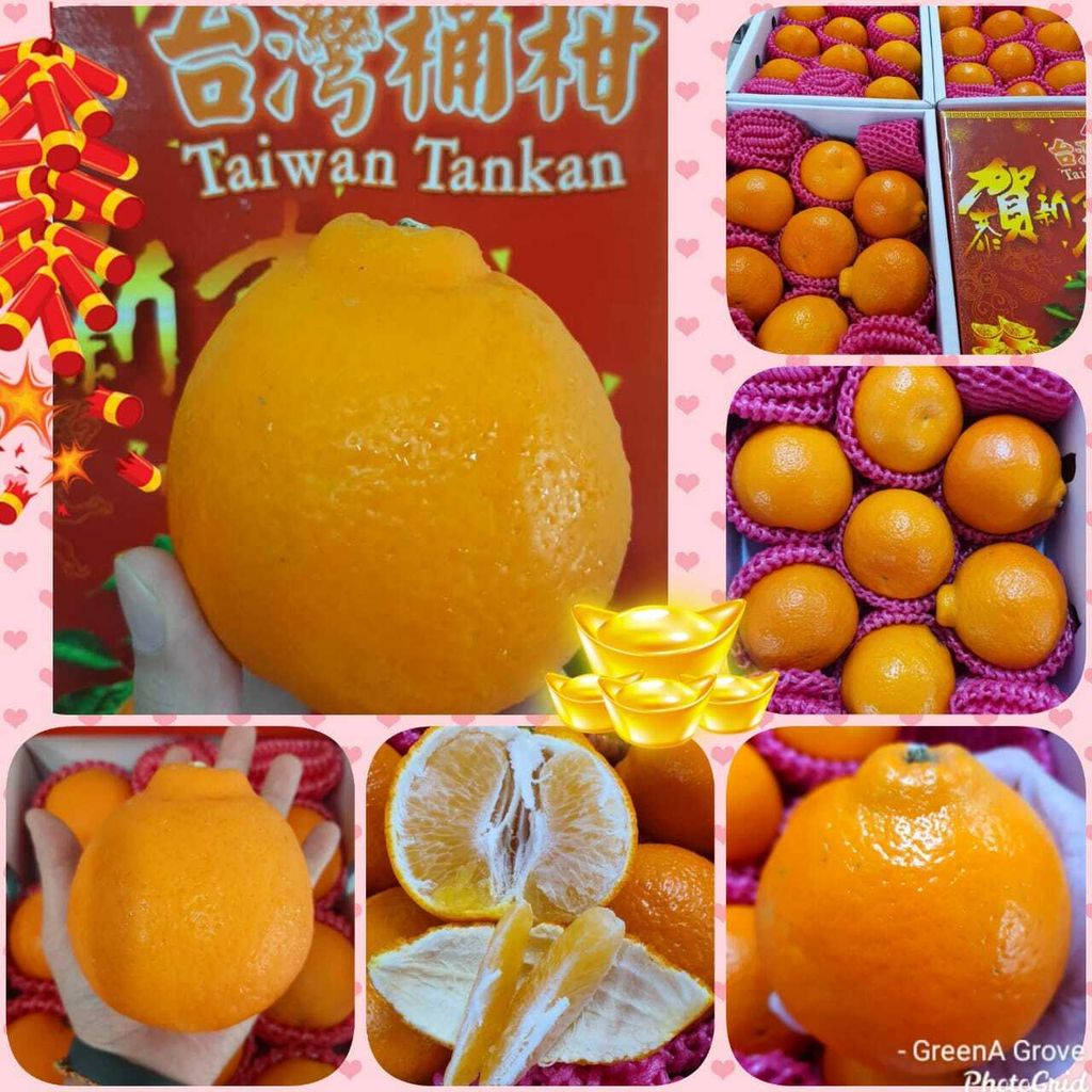 (Pre-Order) Taiwan Premium Original Tankan Sumo Oranges 台湾原装特秀桶柑:丑橘 デコポン.jpeg