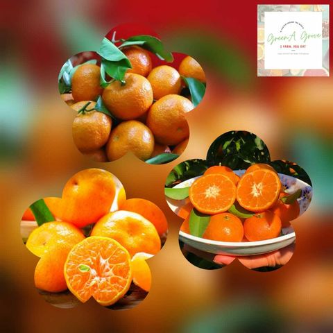 China Premium Jin Qiu Sugar Tangerine 金秋砂糖桔 (Shatang Tangerine).jpeg