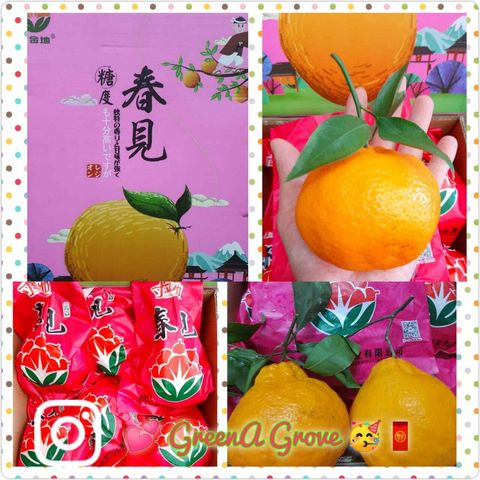 (Pre-Order) Japan Variety Premium Honey Tangelos Tangerine 日本品种特秀春见桔 4.5-4.75KG per Premium Gift Box (Size- 80mm XL:L).jpeg
