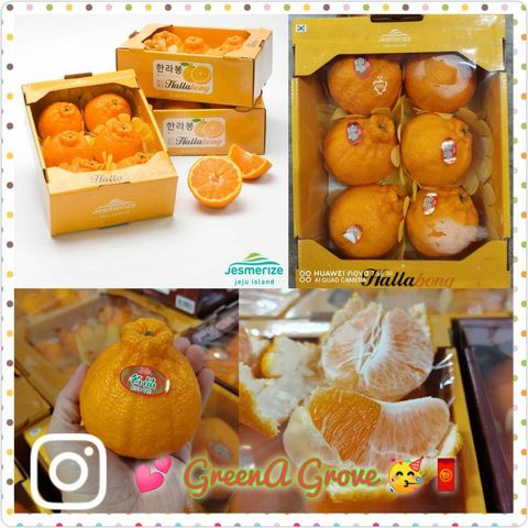 (Pre-Order) Korea Jeju Island Premium Hallabong Mandarins 济州宝珠 6 Jumbo Pcs in a Gift Box (1.5KG).jpeg