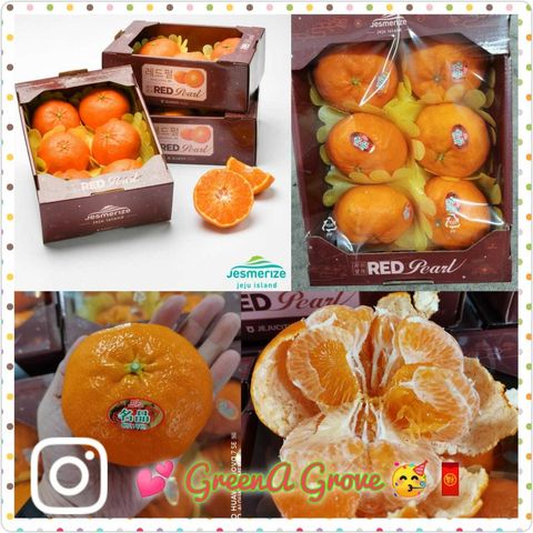 (Pre-Order) Korea Jeju Island Premium RedHyang Red Pearl Mandarins 济州宝珠.jpeg