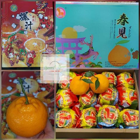 (Pre-Order) Japan Variety Premium Honey Tangelos Tangerine 日本品种特秀春见桔 4.5-4.75KG per Premium Gift Box (Size- 80mm XL:L).jpeg