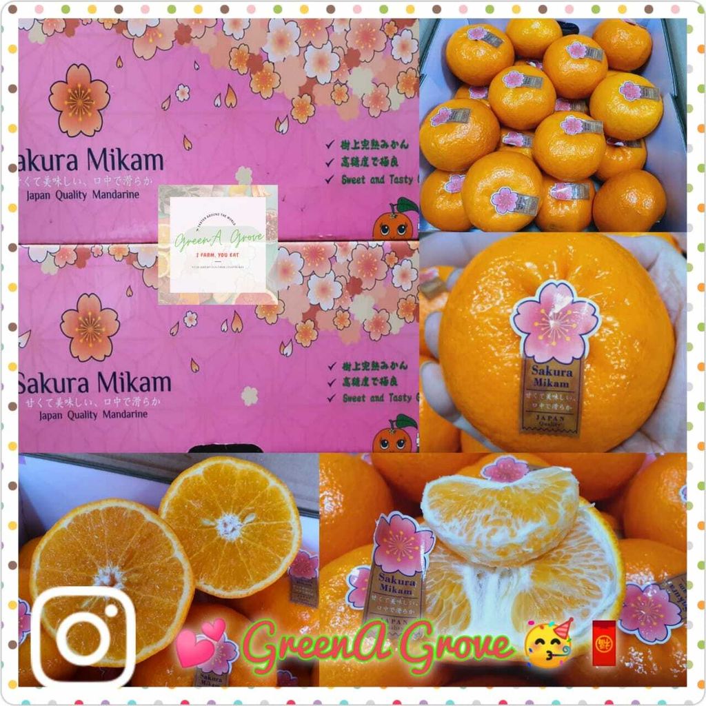 (Pre-Order) Japan Variety Premium Sakura Mikam Mandarins 日本品种特秀樱花蜜柑 12 Pcs in a Premium Gift Box (Size- 2XL).jpeg