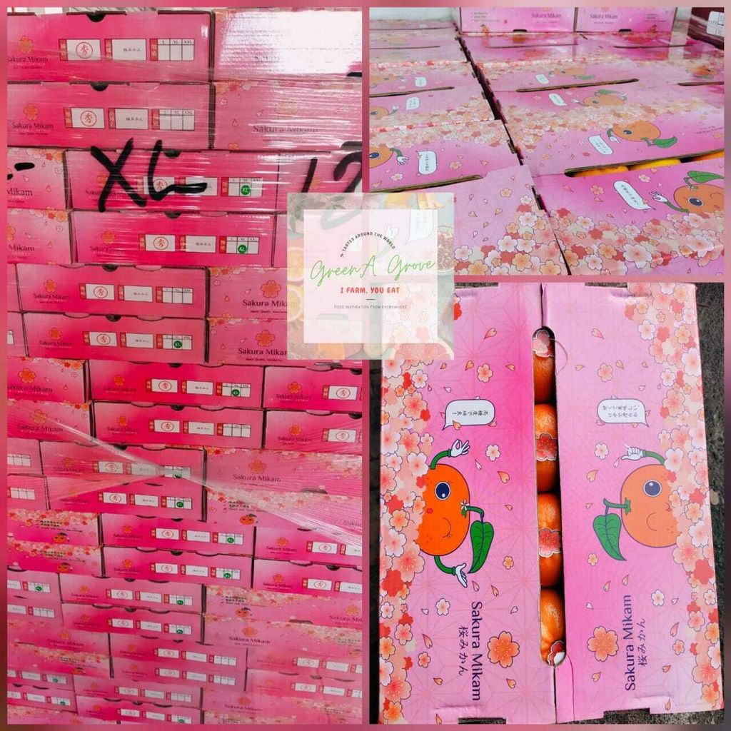(Pre-Order) Japan Variety Premium Sakura Mikam Mandarins 日本品种特秀樱花蜜柑 20 Pcs in a Premium Gift Box (Size- XL).jpeg