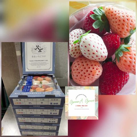 Japan Premium Tricolour Nara Red Cheek + White Jewel + Pink Strawberries 日本古都华特秀奈良草莓.jpeg