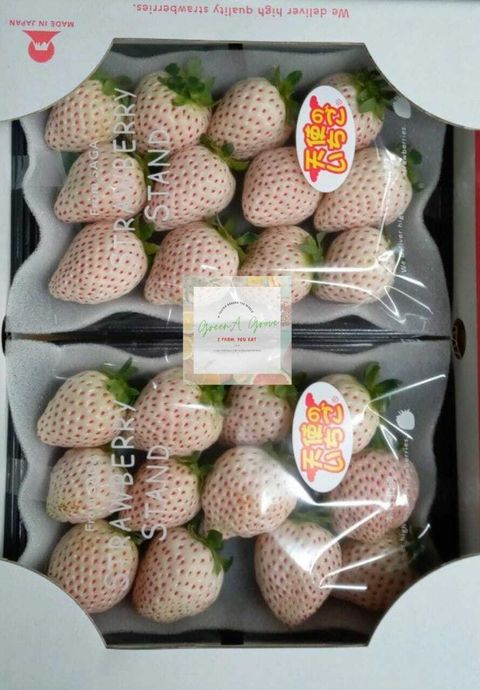 Japan Premium Saga White Angel Strawberries 日本佐贺特秀100%纯白珍珠草莓.jpeg