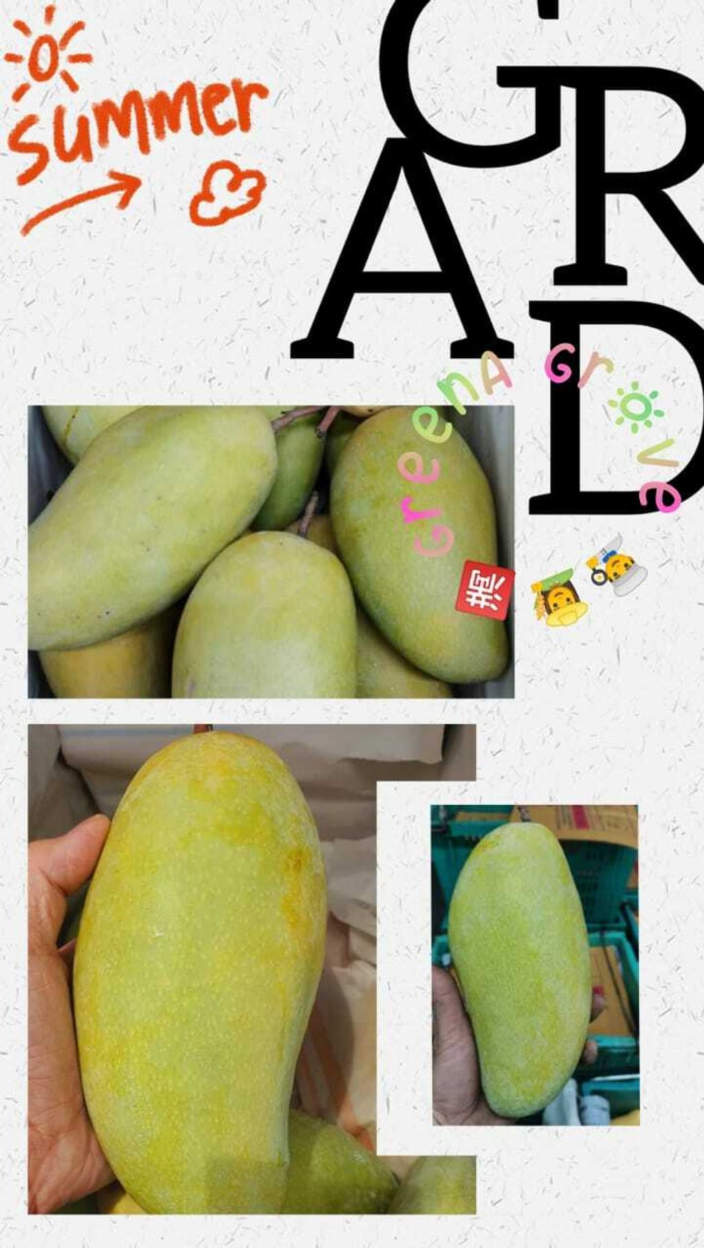 Thailand Premium Golden Kimleng Mangoes 金龙芒果 (Size- 8A).jpeg