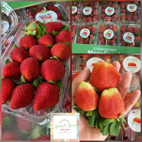 Egypt Premium Fresh Strawberries .jpeg