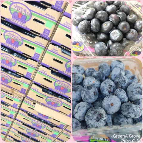 Mexico Premium Jumbo Blueberries (Size Jumbo 18mm).jpeg
