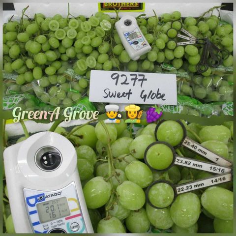 Australia Premium Sweet Globe ® Green Seedless Grapes 美国小巨蛋爆汁葡萄 (Size L).jpeg