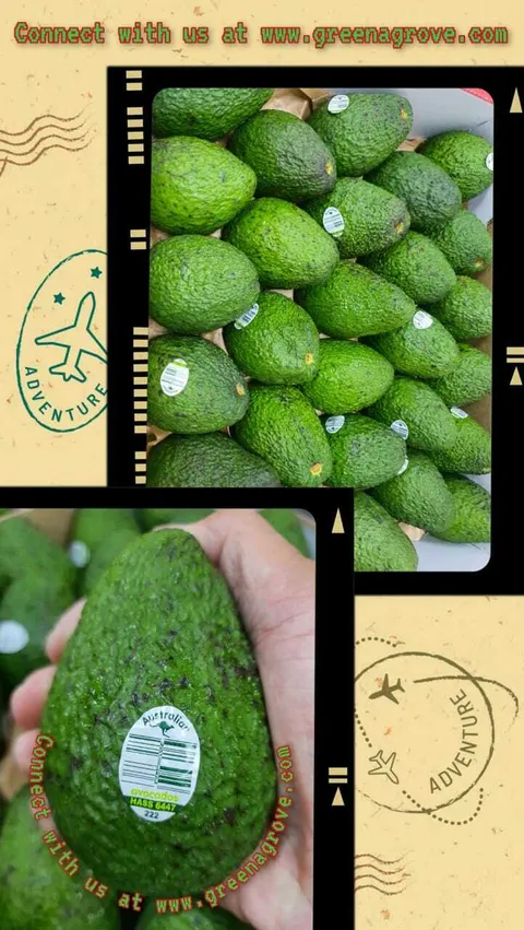 Australia Premium Hass Avocados (Size 28s).jpeg