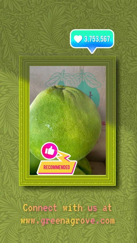 Perak Premium Tambun Pomelo (Size XL).jpeg