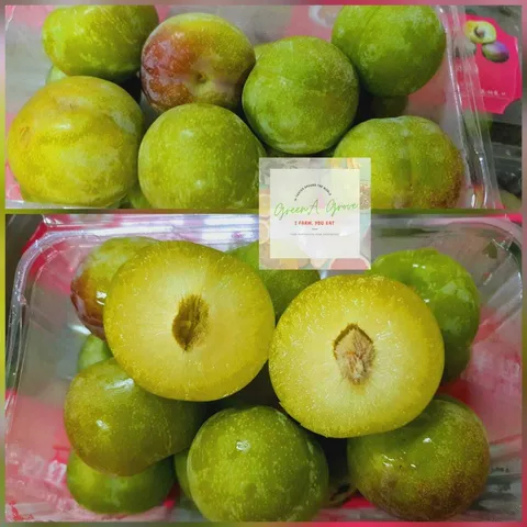 Premium Plum Hibiscus 半边红:青红李子.jpeg