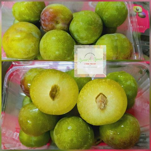 Premium Plum Hibiscus 半边红:青红李子.jpeg